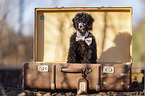 Royal Standard Poodle Puppy