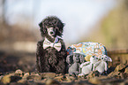 Royal Standard Poodle Puppy