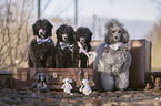 Royal Standard Poodles