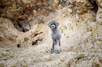 male Royal Standard Poodle