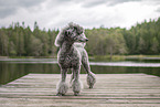 male Royal Standard Poodle