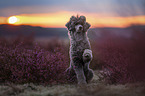 male Royal Standard Poodle