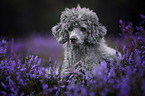 male Royal Standard Poodle