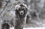 male Royal Standard Poodle