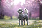 male Royal Standard Poodle
