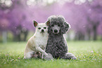 2 dogs