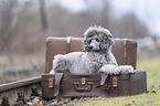 male Royal Standard Poodle