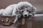 male Royal Standard Poodle