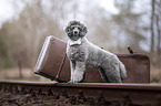 male Royal Standard Poodle