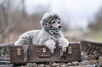 male Royal Standard Poodle