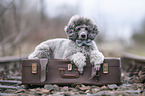 male Royal Standard Poodle