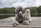 2 dogs