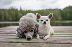 2 dogs