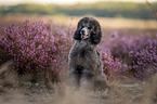 male Royal Standard Poodle