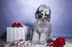male Royal Standard Poodle