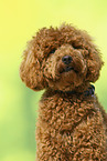 Royal Standard Poodle