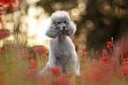 female Royal Standard Poodle