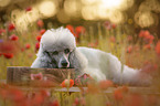 female Royal Standard Poodle