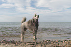 male Royal Standard Poodle
