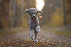 male Royal Standard Poodle