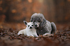 2 dogs
