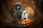 2 dogs