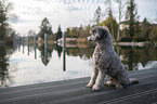 male Royal Standard Poodle