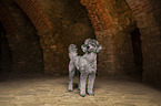 male Royal Standard Poodle