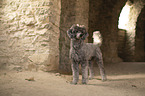 male Royal Standard Poodle