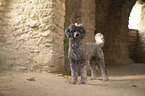 male Royal Standard Poodle