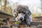 male Royal Standard Poodle