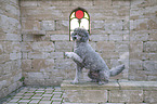 male Royal Standard Poodle