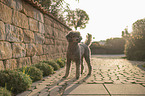 male Royal Standard Poodle