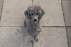 male Royal Standard Poodle