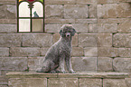 male Royal Standard Poodle
