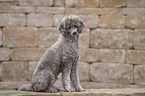 male Royal Standard Poodle