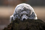 male Royal Standard Poodle