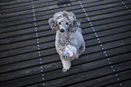 male Royal Standard Poodle