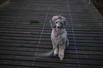 male Royal Standard Poodle