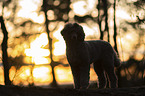 male Royal Standard Poodle