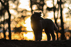 male Royal Standard Poodle