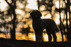 male Royal Standard Poodle