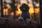 male Royal Standard Poodle