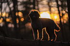 male Royal Standard Poodle