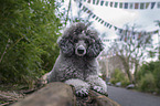 male Royal Standard Poodle