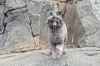 male Royal Standard Poodle