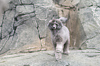 male Royal Standard Poodle