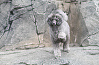 male Royal Standard Poodle