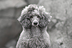 male Royal Standard Poodle
