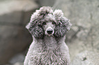 male Royal Standard Poodle